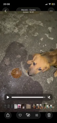 Cachorro