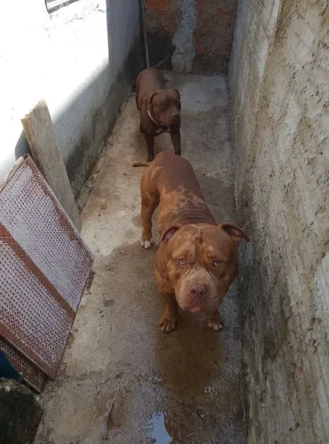 Pit monster casal 5k