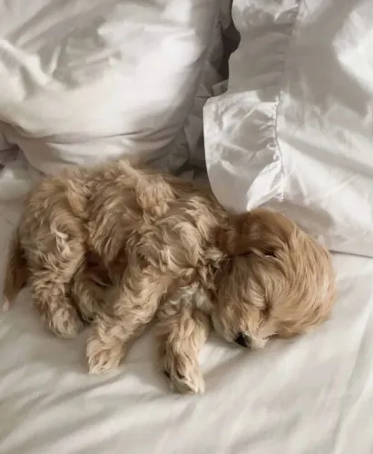 Filhotes de Poodle - Surpreenda Quem Você Ama com um Novo Companheiro
