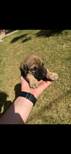 Filhotes de fila brasileiro fêmea