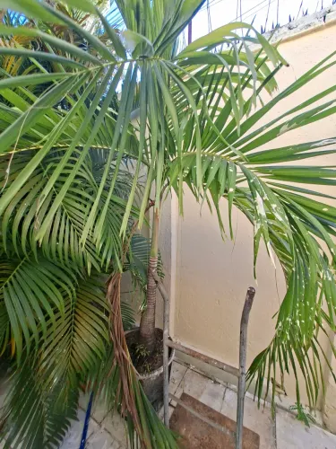 Palmeira Imperial com vaso grande
