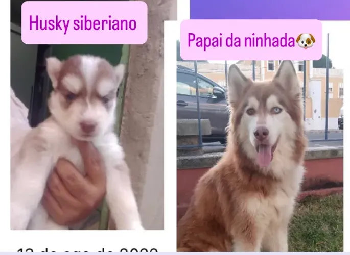 Husky siberiano