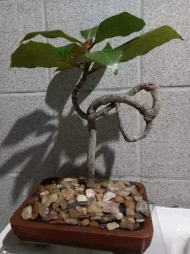 Bonsai 12 anos "Castanhola" (Terminalia catappa)