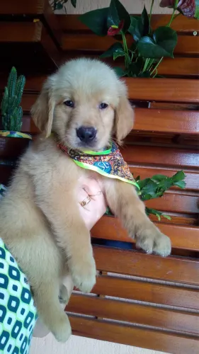 Golden retriever filhotinhos disponíveis pedigree