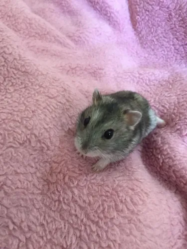 Filhotes de hamster Anão russo 