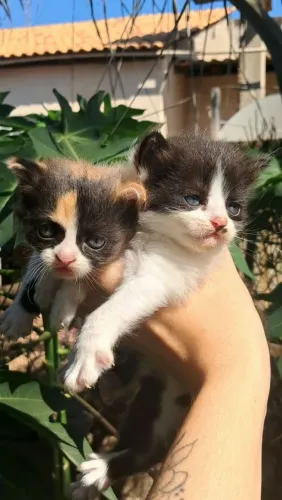 Gatos persas mesticos