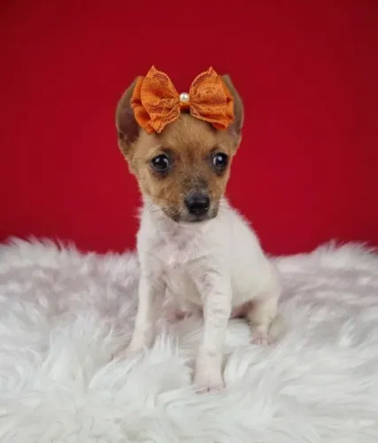 Pinscher Cheio de Carinho