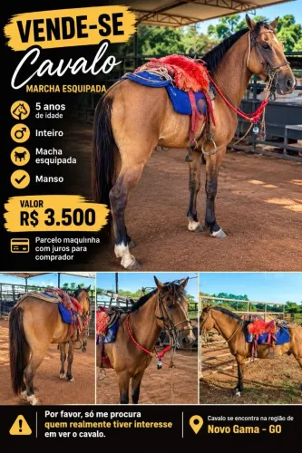 Cavalo