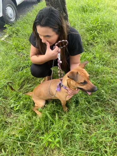 Estou doando esse cachorro