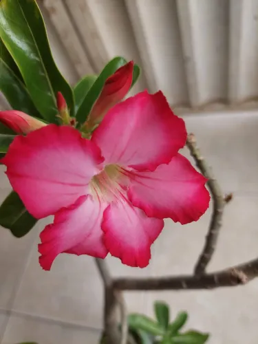 Flor Rosa Do Deserto Rosa Com Degradê