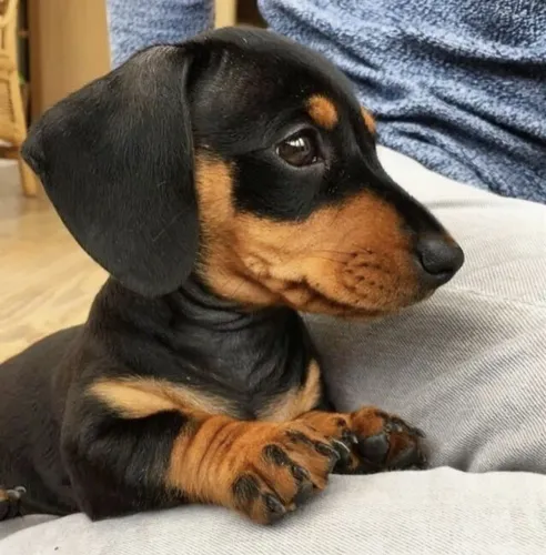 Basset Mini Fêmeas - Aceito Cartão! 