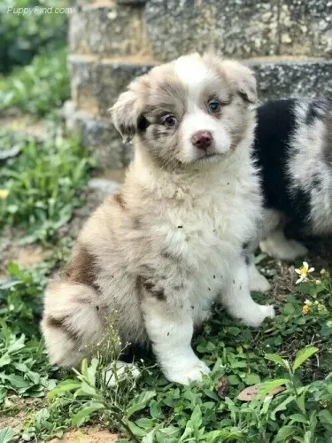 BORDER COLLIE Cheio de talento e personalidade.