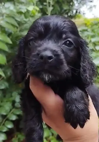Cocker sapniel muito doceis