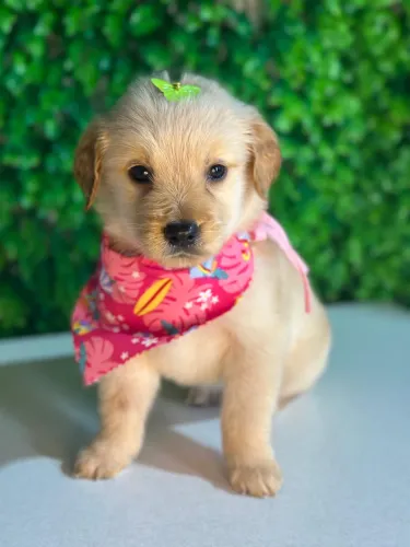 Golden Retriever fofo