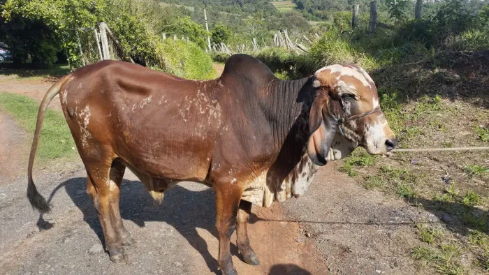 Terneiro gir bem cruzado para touro ou junta, bem domado!