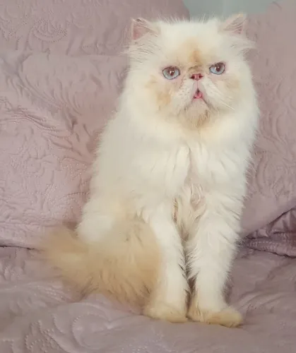 Gata himalaia