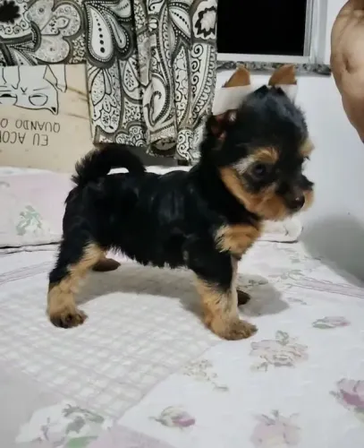 Yorkshire Porque toda casa merece patas correndo e amor sobrando