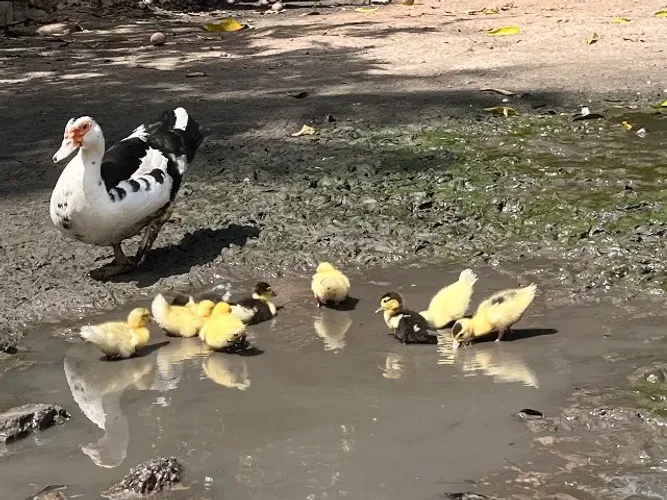 Pato