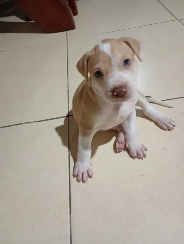 Pit Bull 