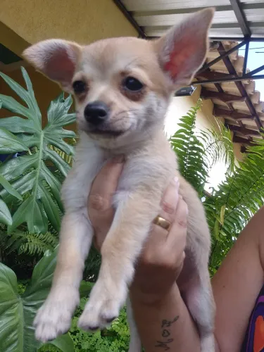 Chihuahua fêmea