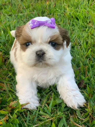 Shih Tzu encantador esperando uma família