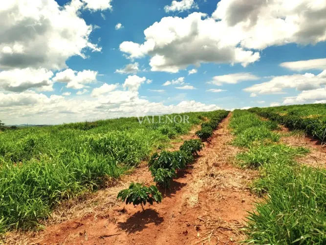 Fazenda de café produtiva com 167,9 hectares na região de São José do Rio Pardo, SP