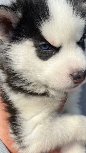 Husky Siberiano Um Pequeno Serzinho Com Amor Infinito 