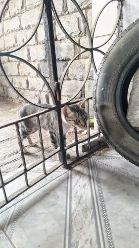 Gatinha pra adoção responsável.