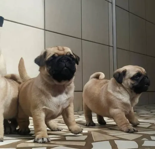 Pug anaozinho 