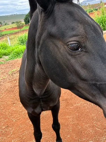Égua piquira preta