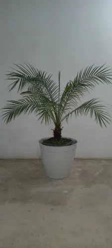 Palmeira fênix