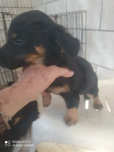 VENDO ESTES FILHOTES MACHO COM 2 MESES 