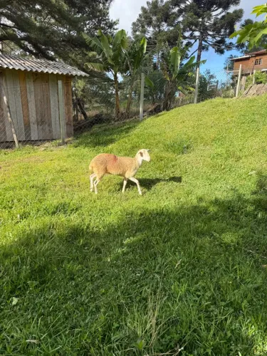 Ovelha para carne