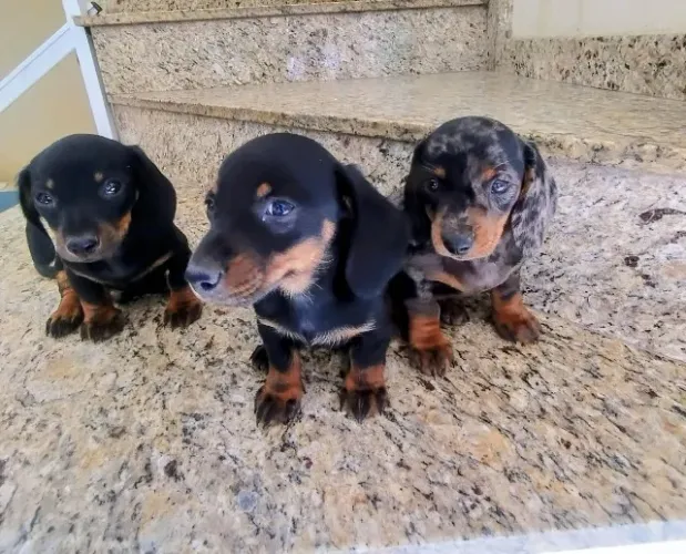 Filhotes de Dachshund alerquim,( basset, salsichinha)
