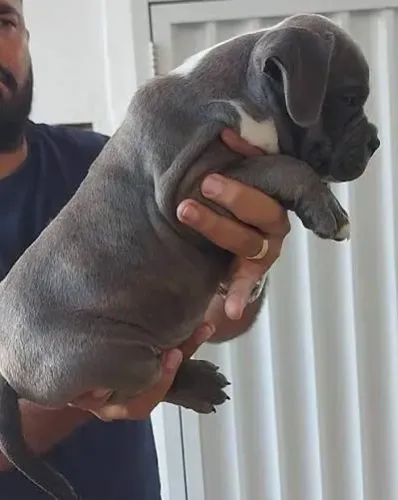 American bUlly filhotes