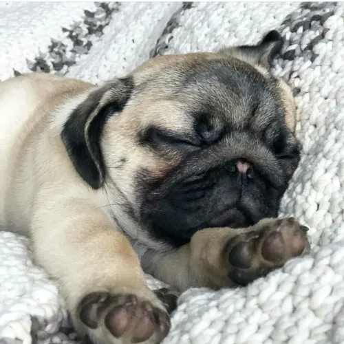 Pug Qualidade que se nota em cada detalhe
