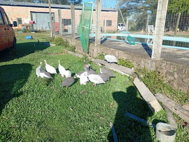 Angolistas
