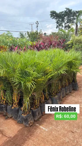 Muda de Palmeira Fênix Robeline 