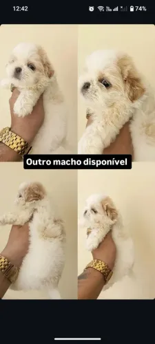 Filhotes de shitzu macho