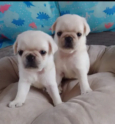 Pug Linguagem Branca