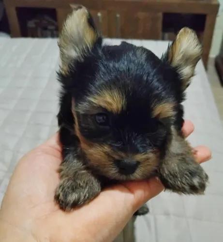 Filhote Yorkshire Bibelô Mini Macho