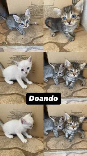 Doando