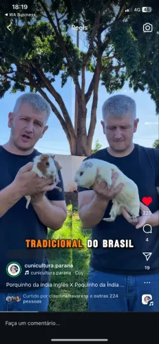 Porquinho da índia - Crianção Profissional