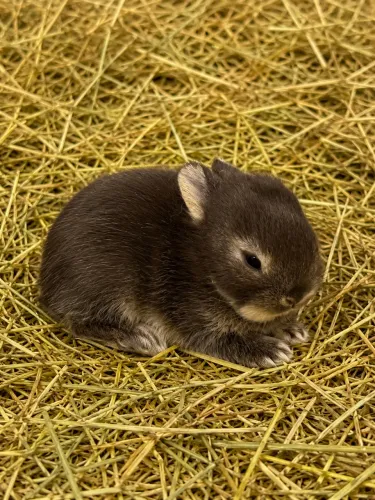 Coelhos Netherland Dwarf