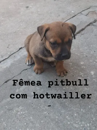 Filhote Pitbull