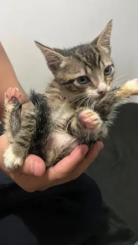 Doa-se gatinha fêmea 2 meses