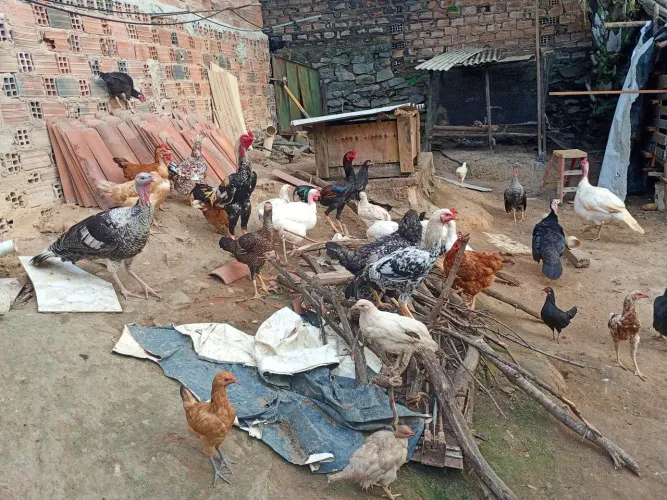 Temos galinha de capoeiras e temos frangos e galos carioca