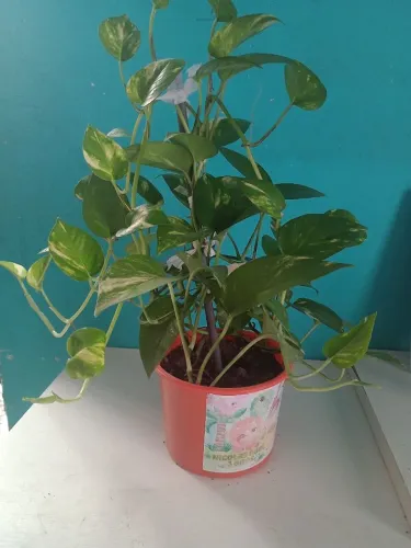 Planta