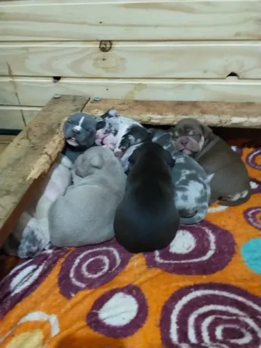 Filhotes de American bully 