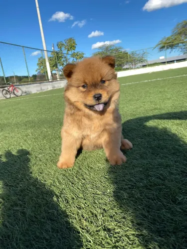 Filhotes de chowchow disponíveis